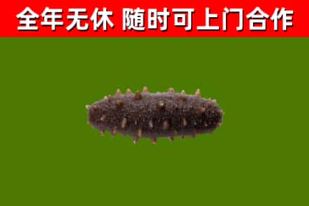 桐柏县回收海参干